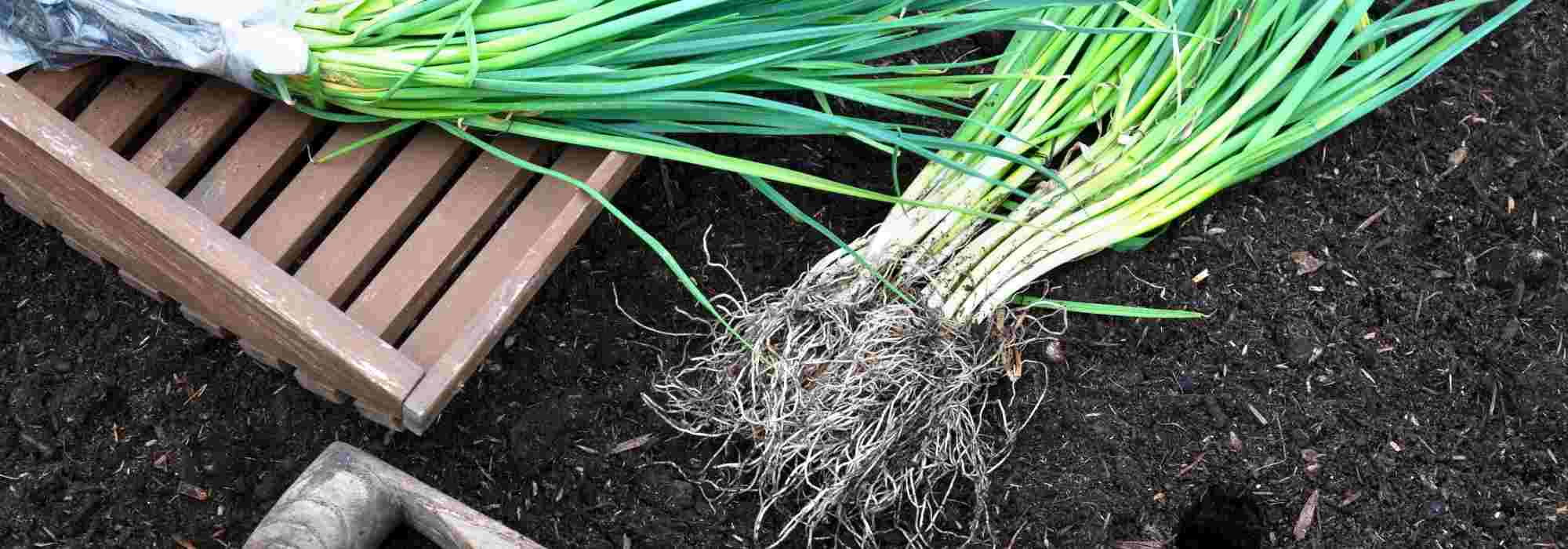 How to plant out leeks in the vegetable garden?