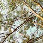 10 trees to shade a small garden