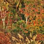 7 superb flowerbeds for autumn