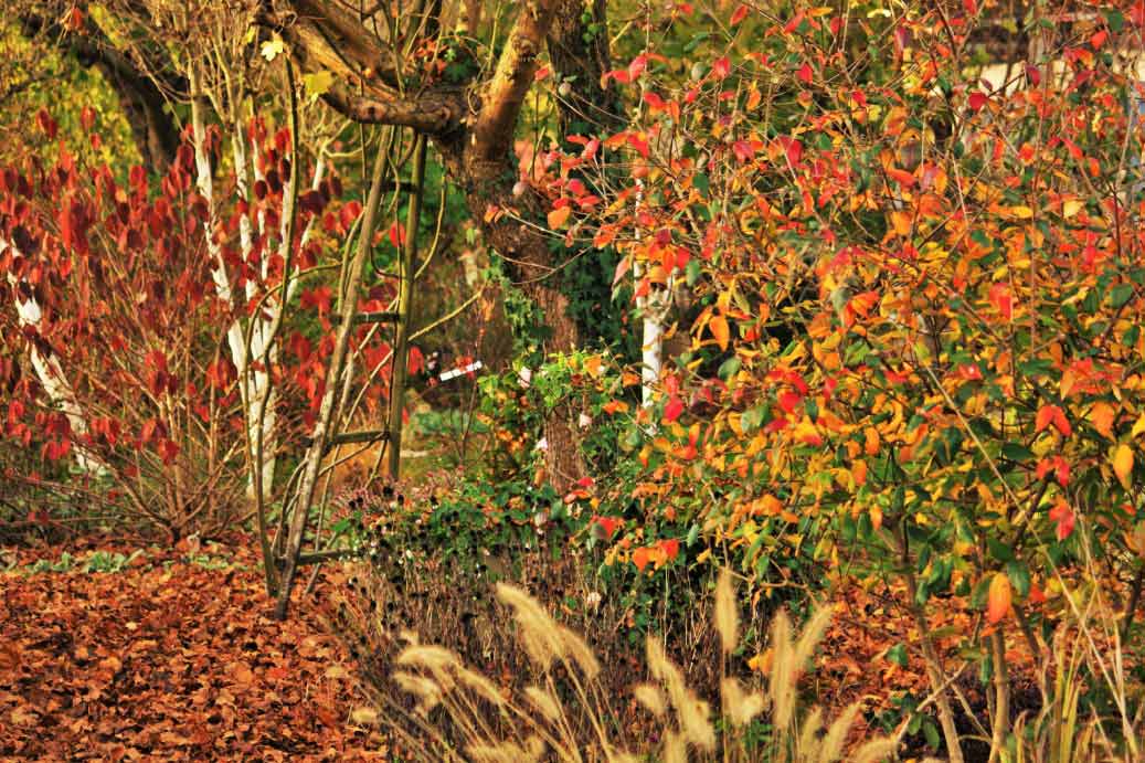 7 superb flowerbeds for autumn