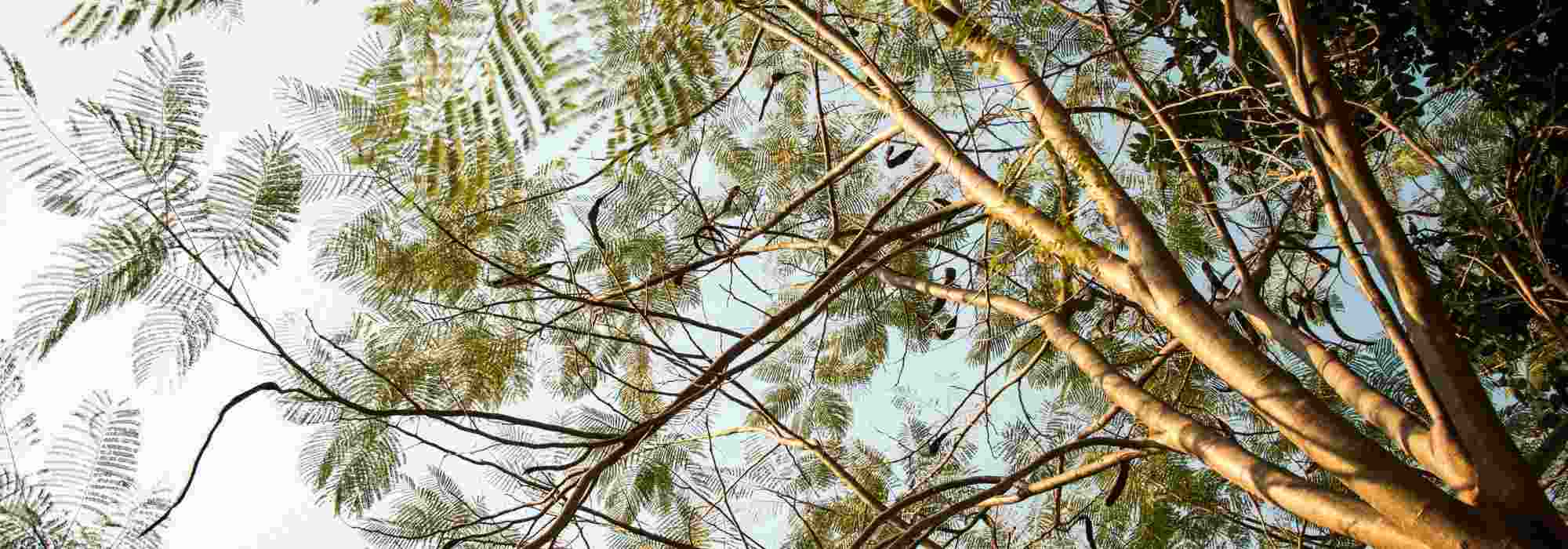 10 trees to shade a small garden