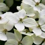 5 ideas for pairing flowering dogwood