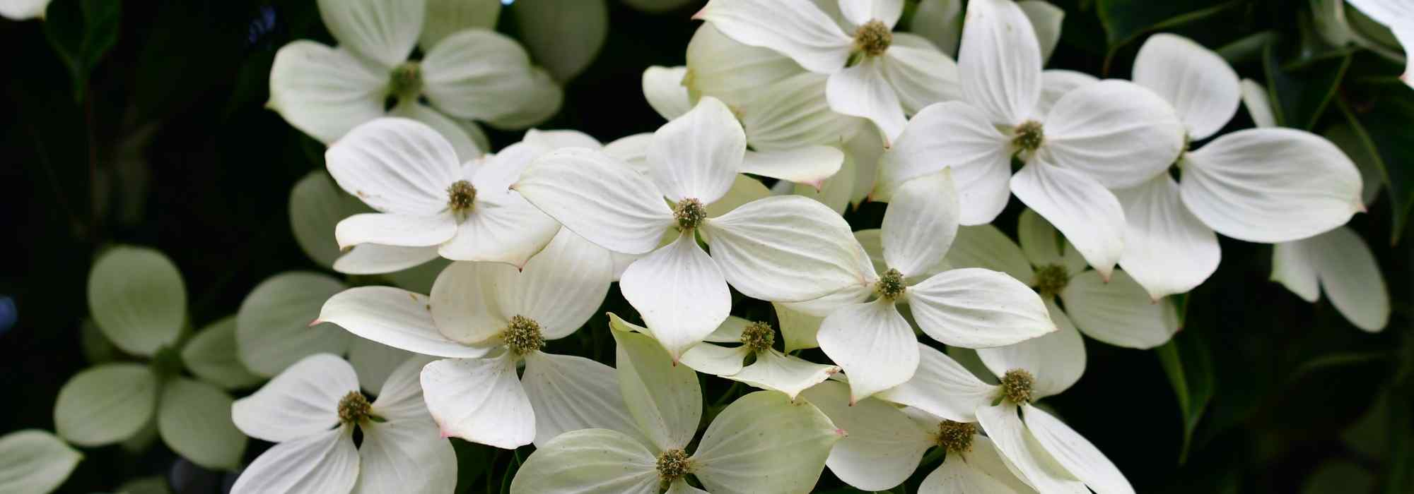 5 ideas for pairing flowering dogwood