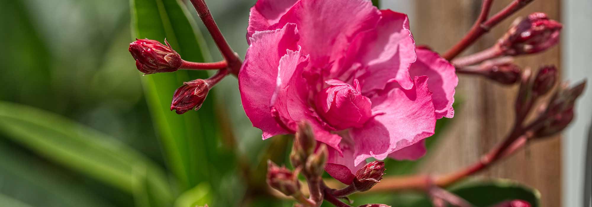 How to grow oleander in a pot?