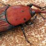 Controlling red palm weevil