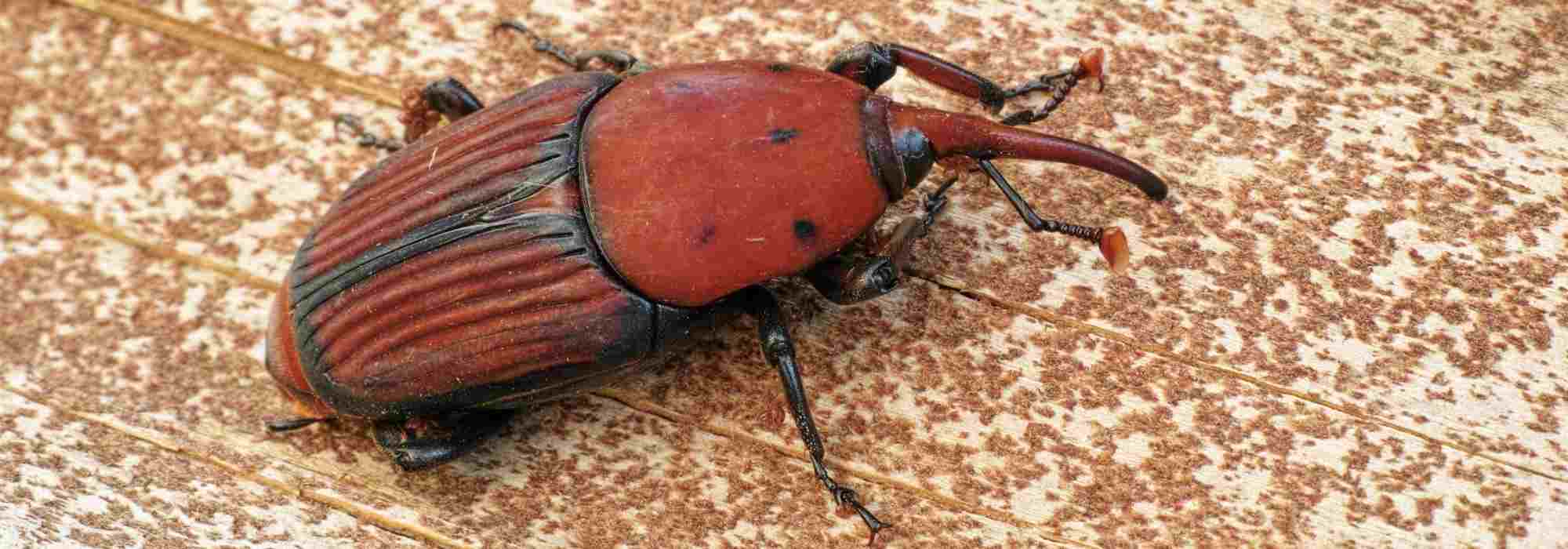 Controlling red palm weevil