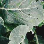 How to control flea beetles and protect cabbages?