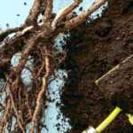 When and how to heel in before planting?