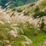 9 ideas for pairing Miscanthus