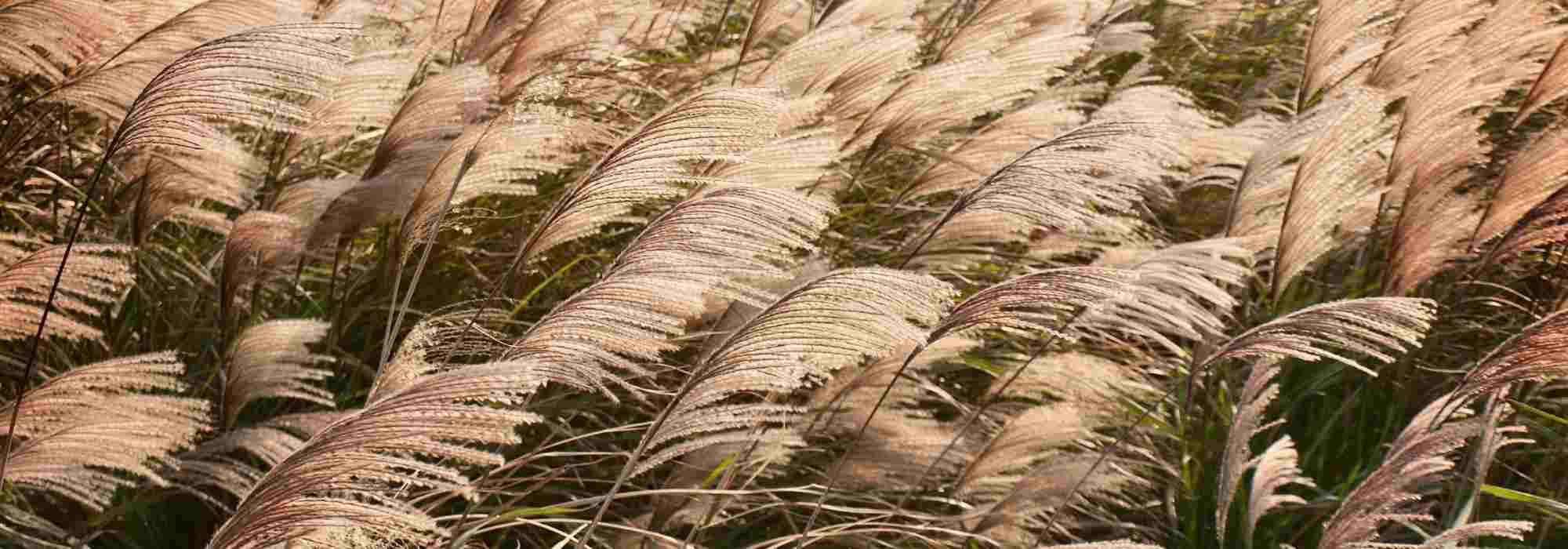 How to choose a Miscanthus?