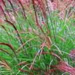 Miscanthus: best varieties