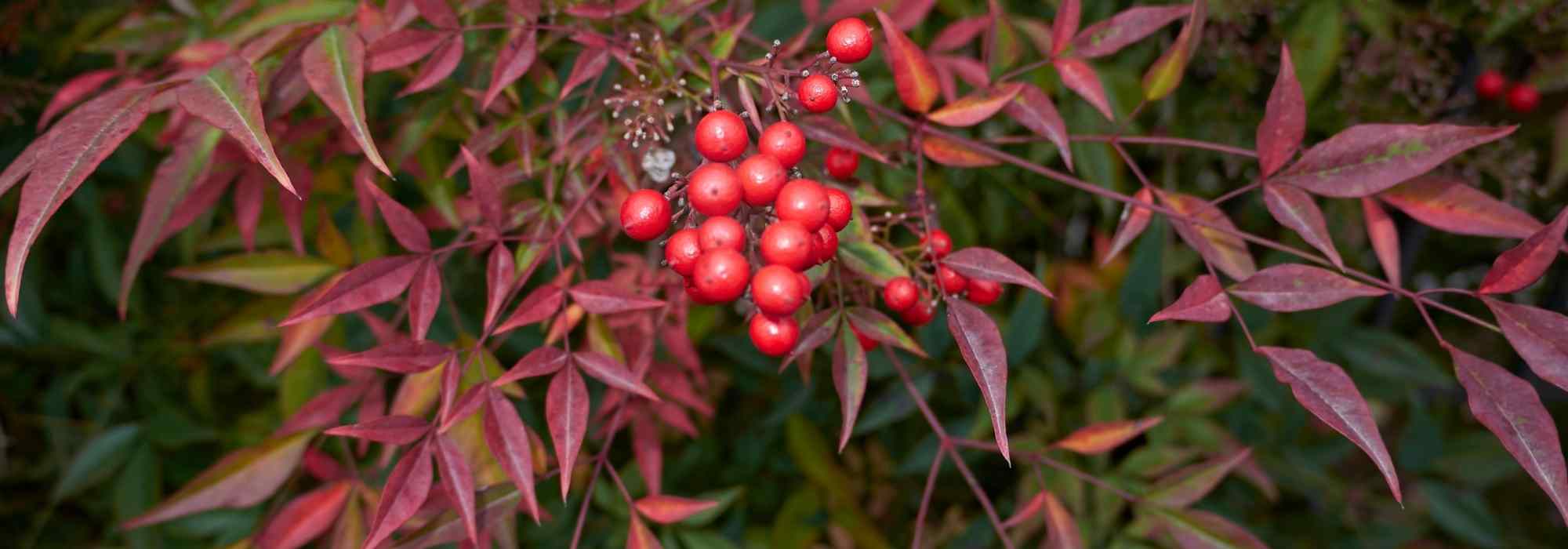 Nandina, Sacred bamboo: 5 ideas for plant pairings