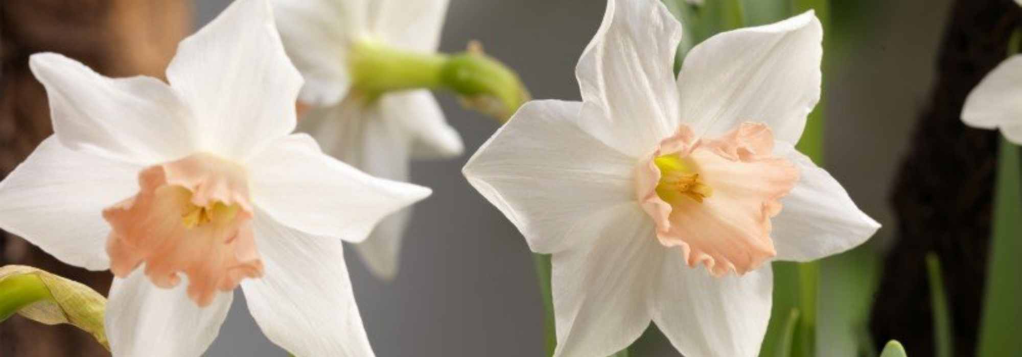 5 dwarf narcissi with unusual flowers to discover