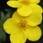 How to choose a shrubby Potentilla: buyer's guide