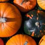 Pumpkin: planting, sowing, growing