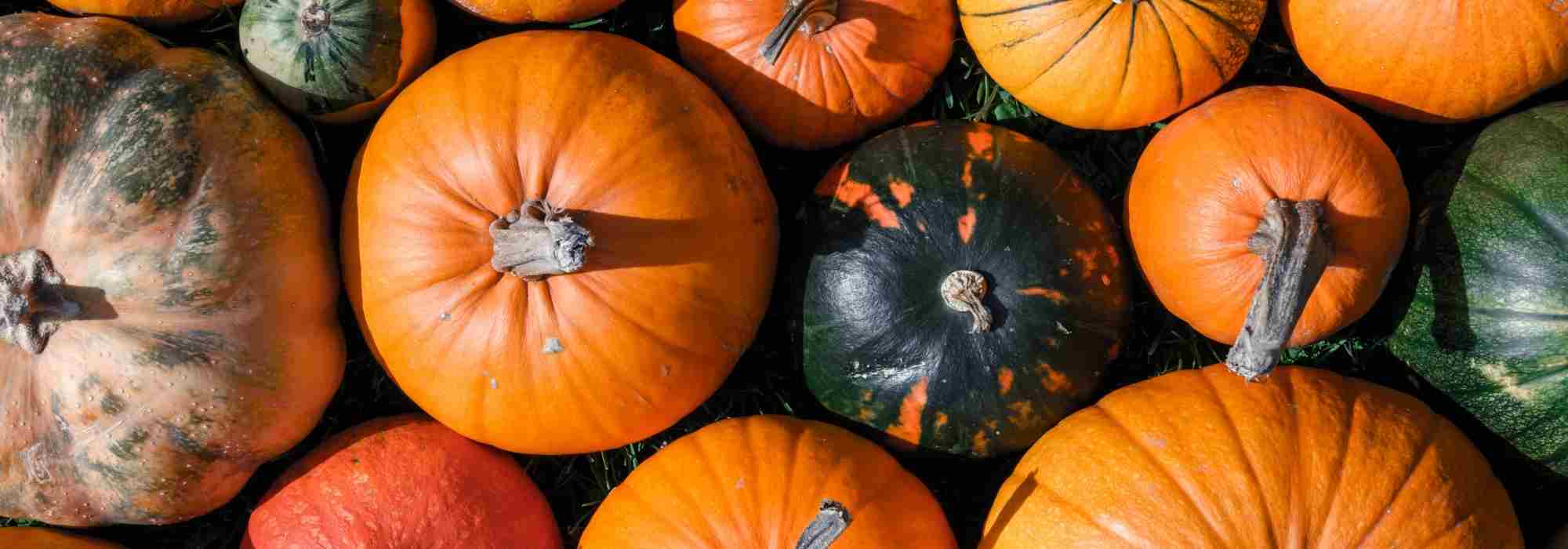 Pumpkin: planting, sowing, growing