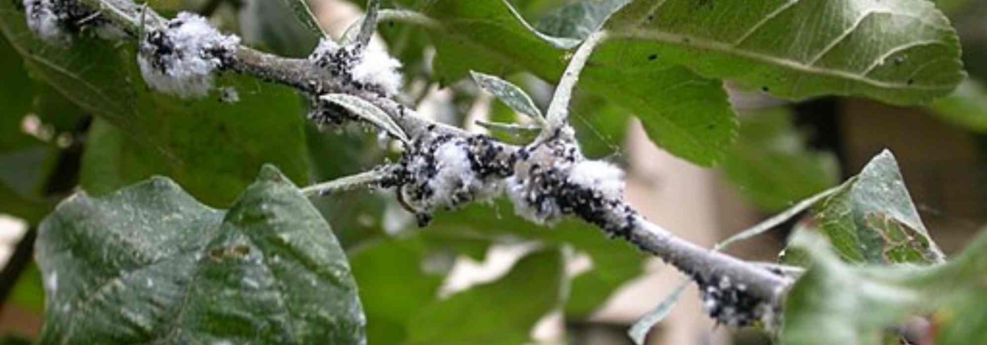How to control woolly apple aphid on apple trees?