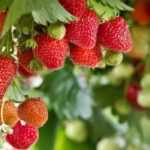 How to renew your strawberry patch?