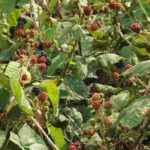 How to clear an area of brambles?