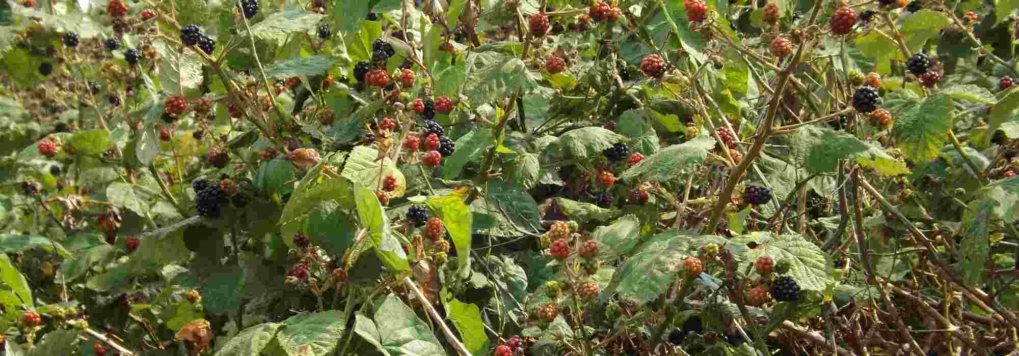 How to clear an area of brambles?