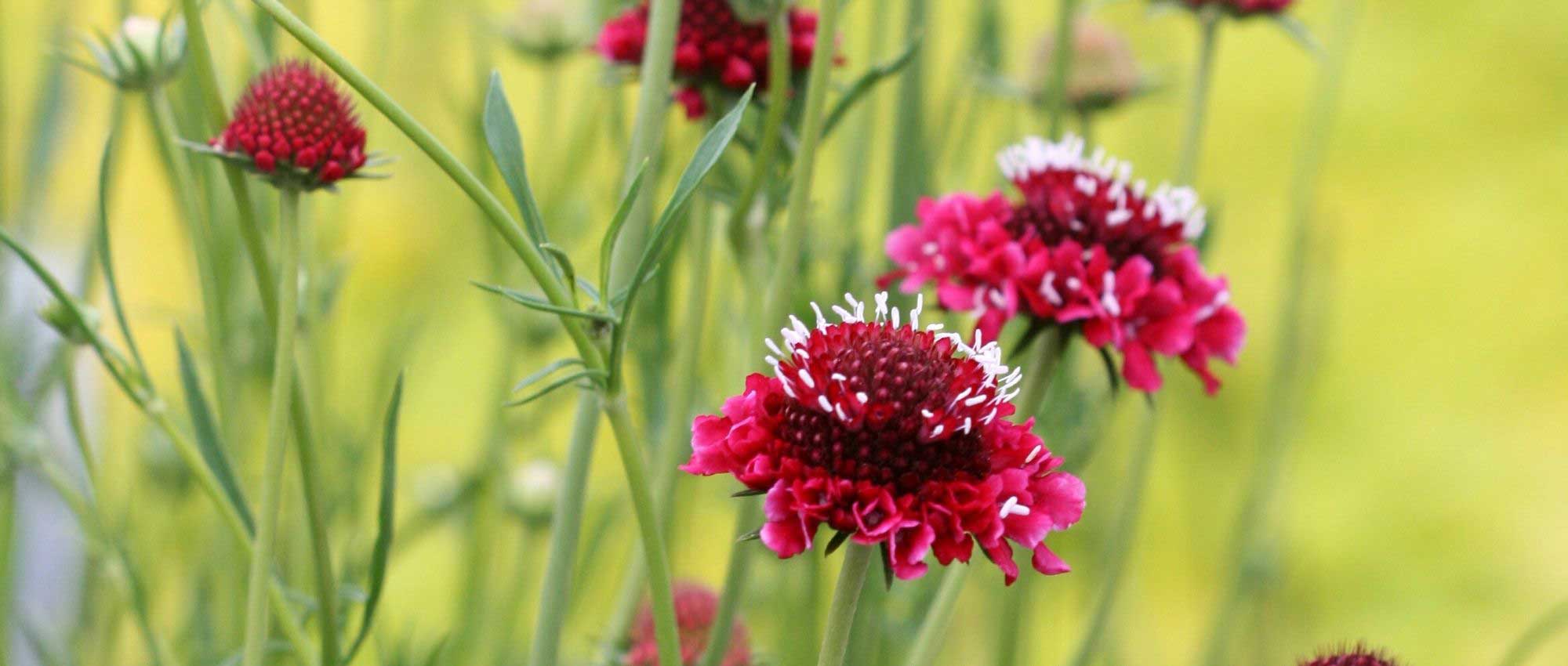 Scabious: 6 ideas for successful combinations