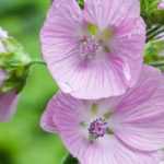 Sidalcea: planting, growing