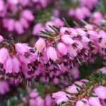 Pruning heather: when and how?