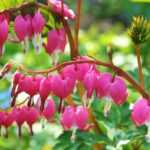 10 perennial plants flowering in late spring