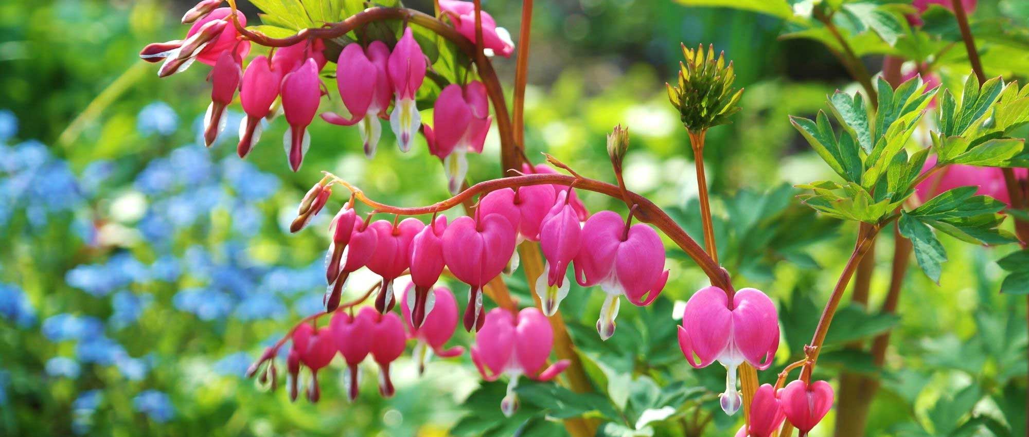 10 perennial plants flowering in late spring