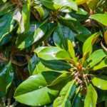 7 trees for an urban garden