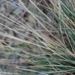 Fescue: 7 ideas for successful plant pairings