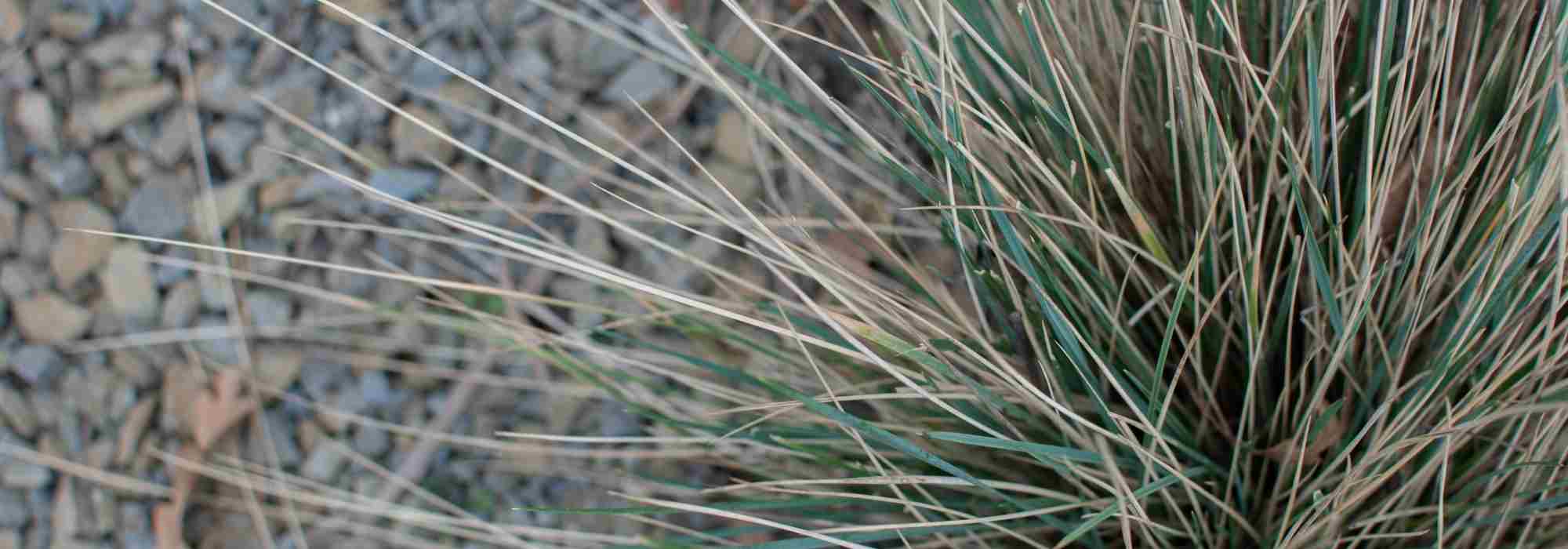 Fescue: 7 ideas for successful plant pairings