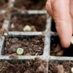 Vegetable garden calendar - March