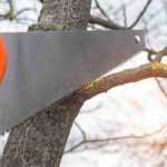 When and how to cut a large tree branch?