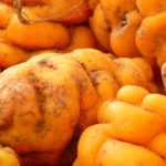 7 uncommon root vegetables