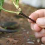 Root-related activators: an asset for propagation by cuttings