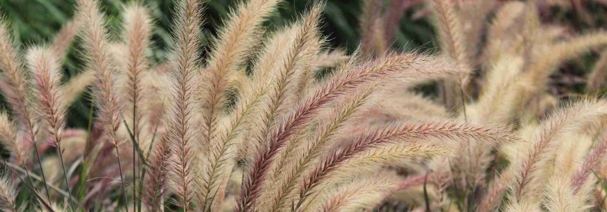 Pennisetum: 7 ideas to pairing them