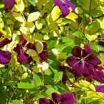 8 climbing plants to grow on a tree