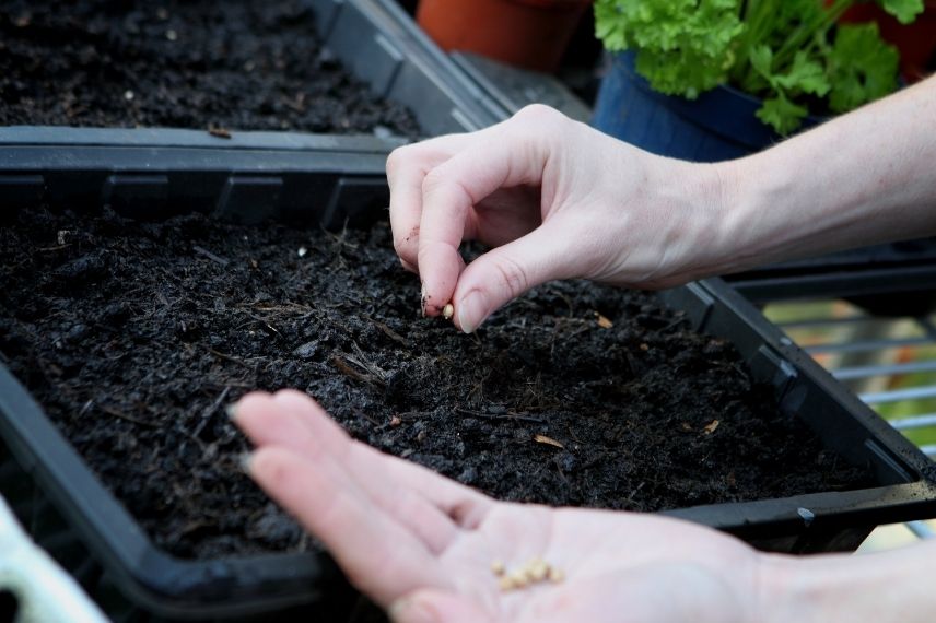 Sowing seeds in a greenhouse