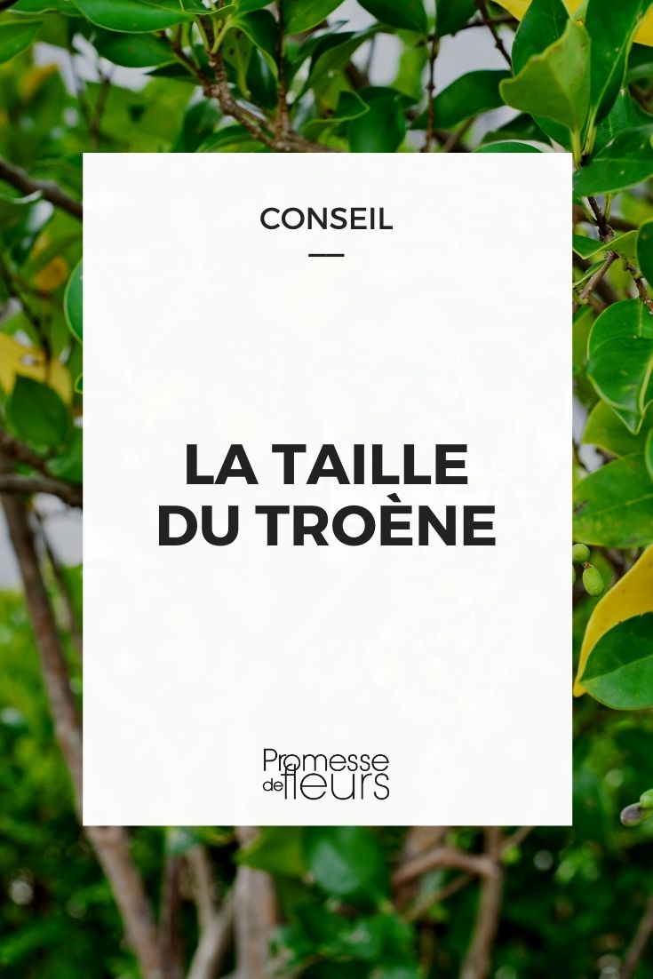 When and How to Prune a Privet?

Pruning a privet is essential to maintain its shape and encourage healthy growth. The best time for pruning depends on what you want to achieve with your privet. For shaping and removing dead or diseased branches, late winter or early spring, before the onset of new growth, is ideal. If you're aiming to control the size or create a formal hedge, additional pruning may be necessary during the growing season, typically in late spring and mid-summer.

To prune your privet, start by removing any dead, damaged, or diseased branches with clean, sharp tools. This helps prevent the spread of disease and encourages healthier growth. For shaping, trim the plant to your desired shape, keeping in mind that cutting back to a bud will encourage branching. When creating a hedge, make sure to prune in a way that the base is wider than the top, allowing sunlight to reach the lower branches and promoting even growth.

Always use appropriate safety gear and clean your tools after pruning to maintain plant health and ensure precise cuts. Happy pruning!
