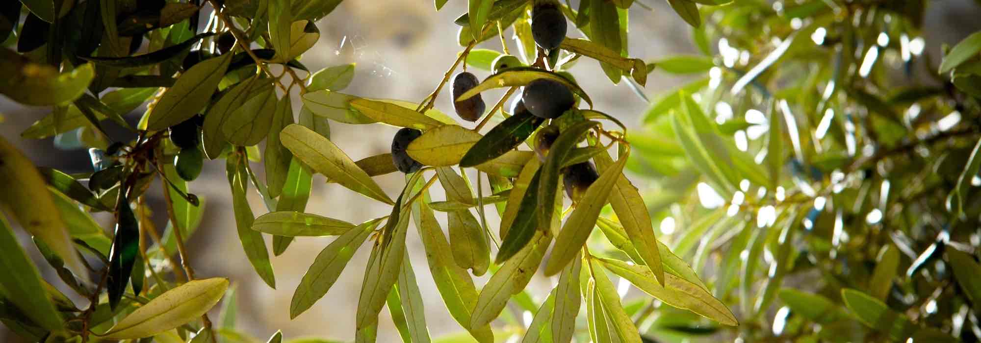 How and when to prune an olive tree?