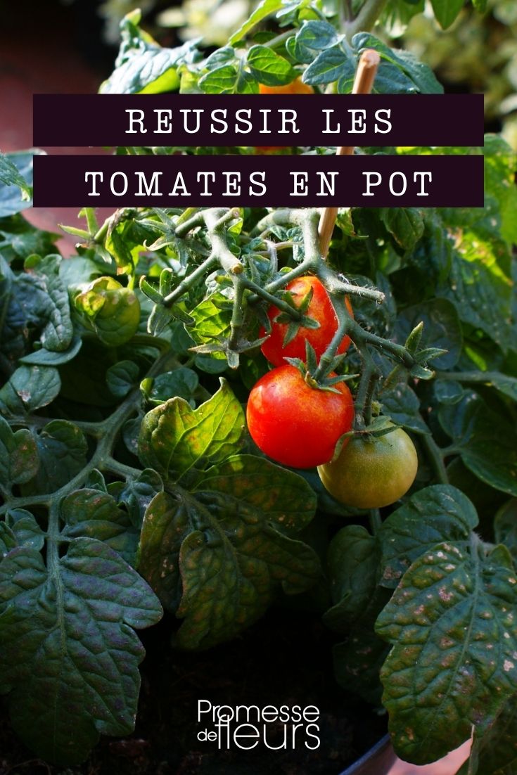 Succeeding with Potted Tomatoes