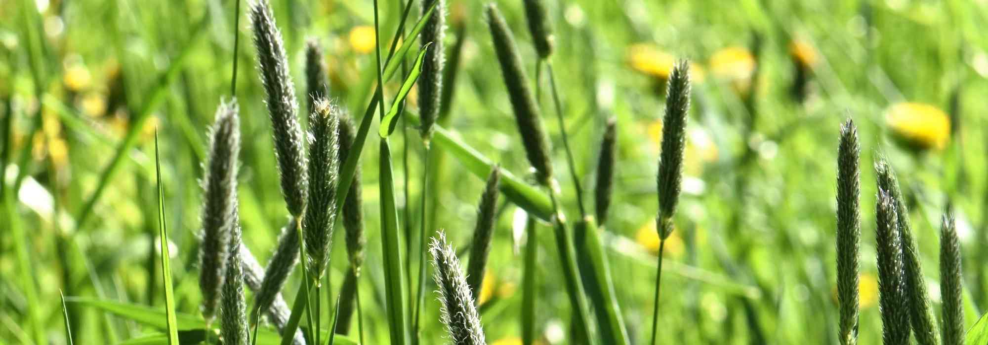 Alopecurus: planting, growing and care