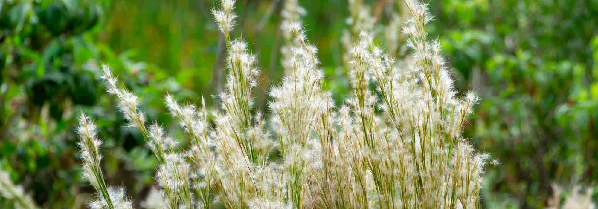 Andropogon: planting, growing and care