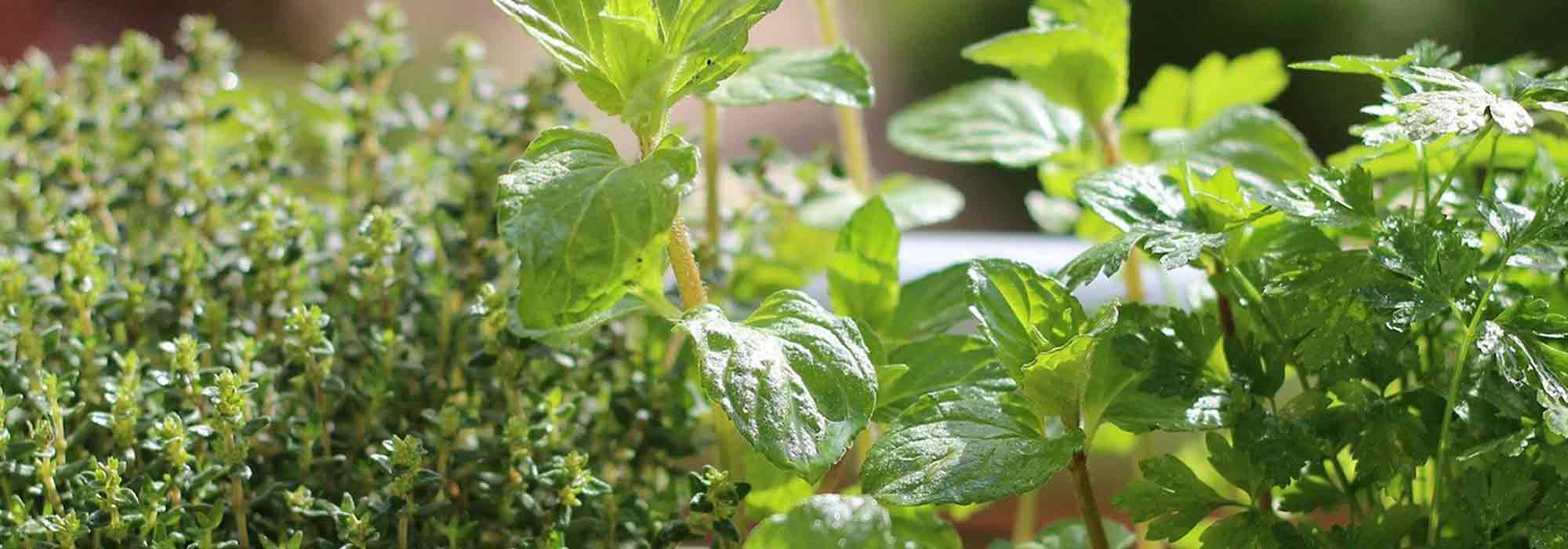 7 essential aromatic plants