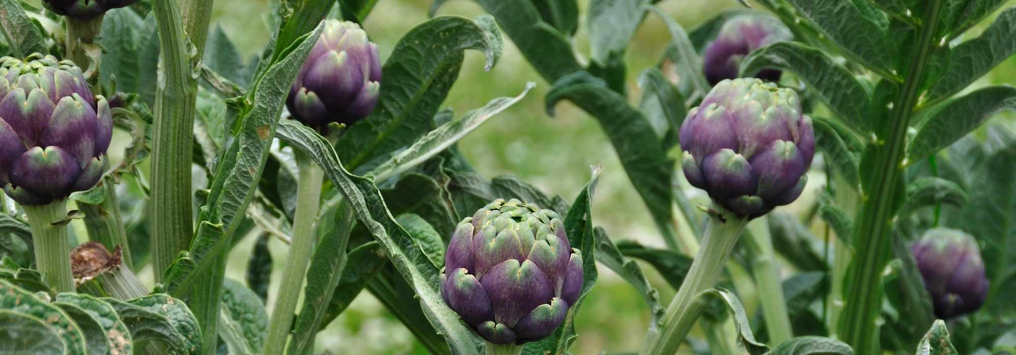 How to choose the right artichoke?: buyer's guide