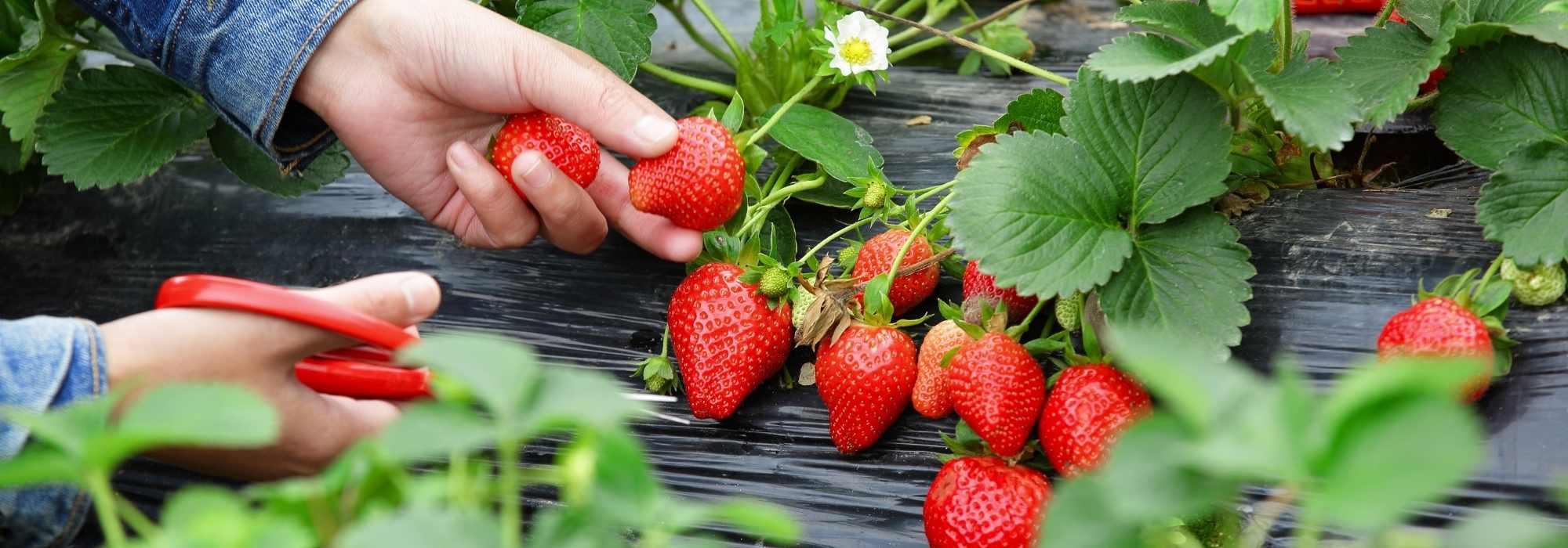 Choosing strawberry plants