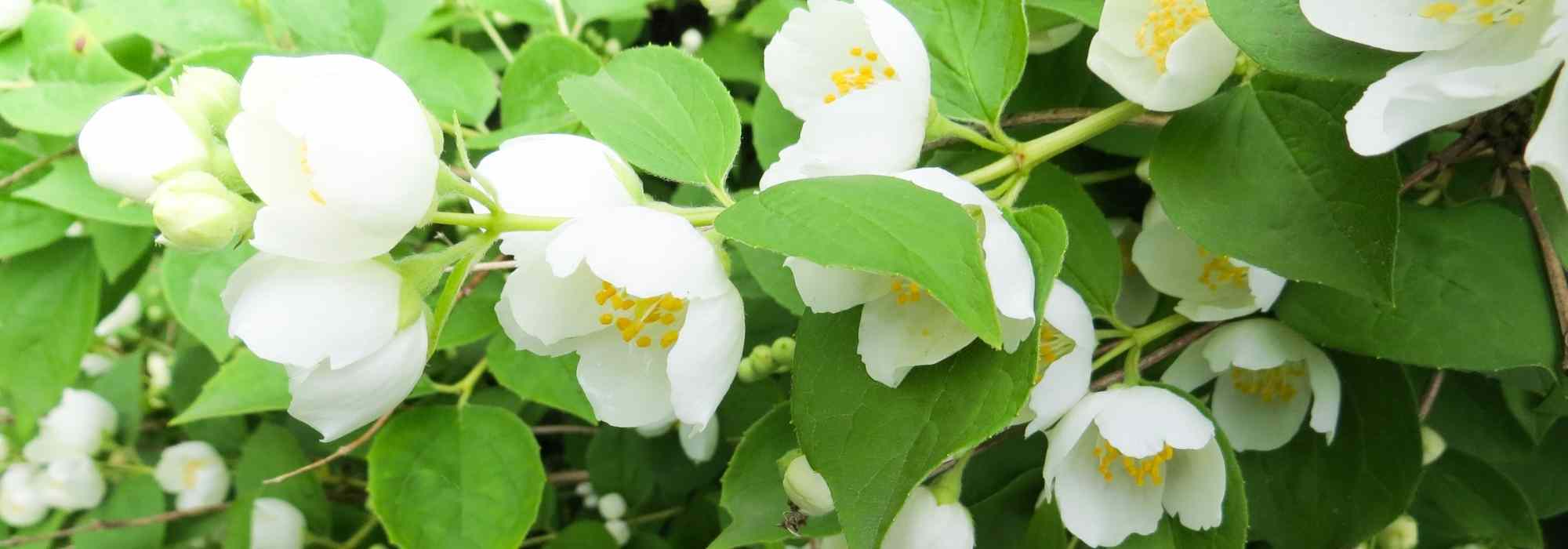 How to choose the ideal Philadelphus or Mock Orange ?