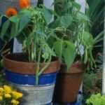 How to grow beans in a pot?