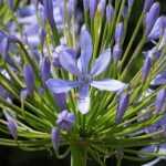Sowing agapanthus